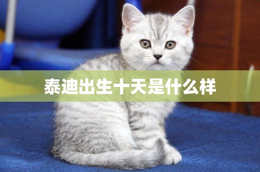 泰迪出生十天是什么樣