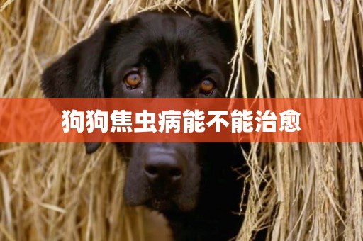 狗狗焦蟲病能不能治愈