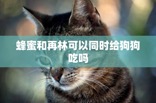 蜂蜜和再林可以同時給狗狗吃嗎