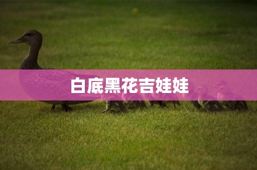 白底黑花吉娃娃