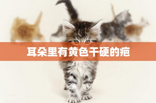 耳朵里有黃色干硬的疤
