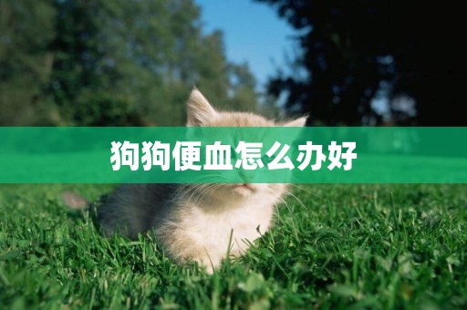 狗狗便血怎么辦好