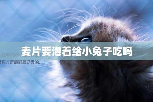 麥片要泡著給小兔子吃嗎