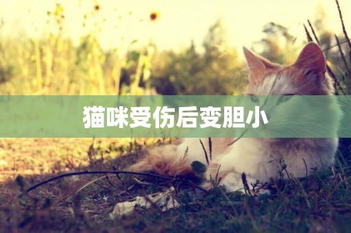 貓咪受傷后變膽小