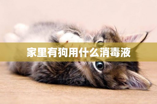 家里有狗用什么消毒液