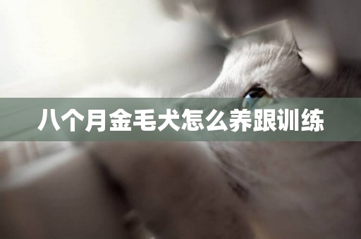 八個月金毛犬怎么養跟訓練