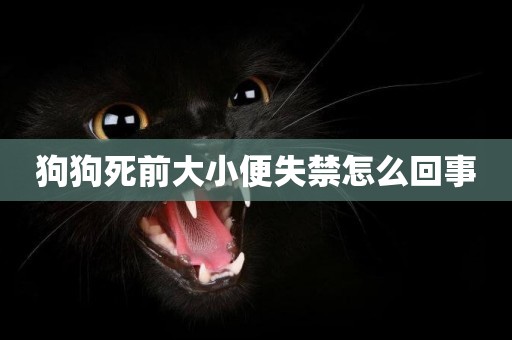 狗狗死前大小便失禁怎么回事