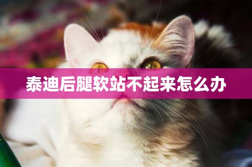 泰迪后腿軟站不起來怎么辦