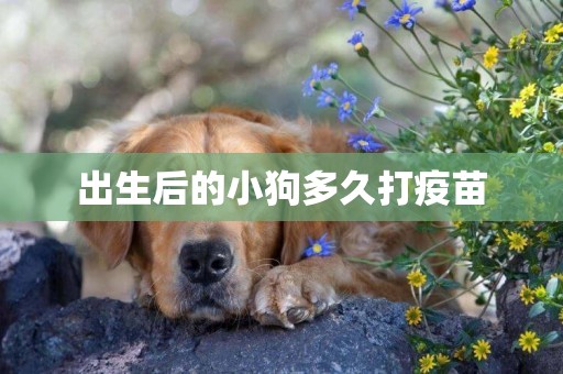 出生后的小狗多久打疫苗