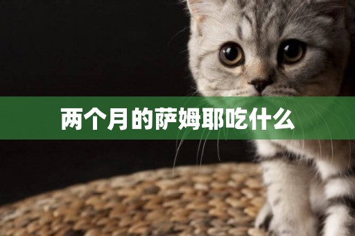 兩個月的薩姆耶吃什么