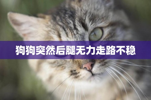 狗狗突然后腿無力走路不穩