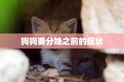 狗狗要分娩之前的癥狀