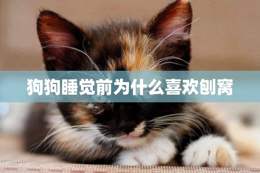 狗狗睡覺前為什么喜歡刨窩