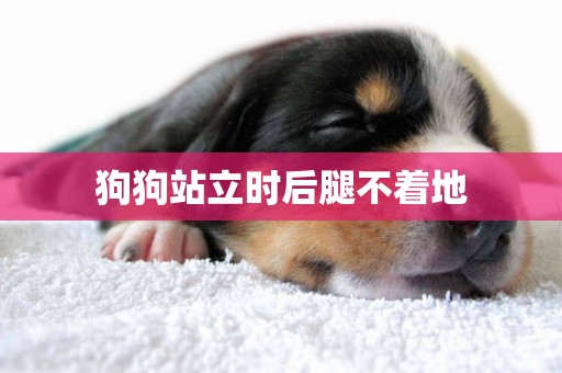 狗狗站立時后腿不著地