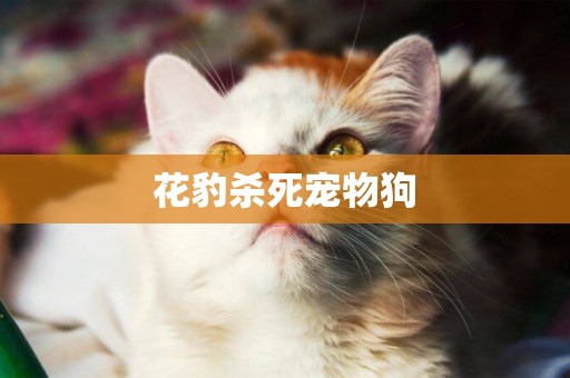 花豹殺死寵物狗