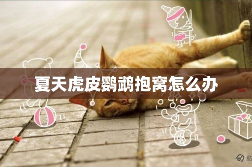 夏天虎皮鸚鵡抱窩怎么辦