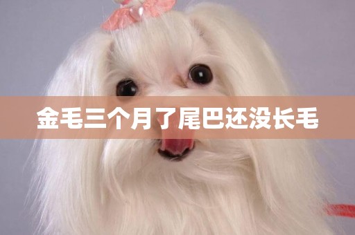 金毛三個月了尾巴還沒長毛