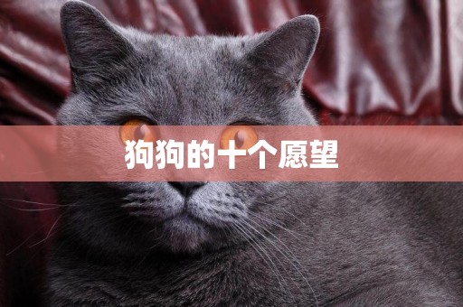 狗狗的十個愿望