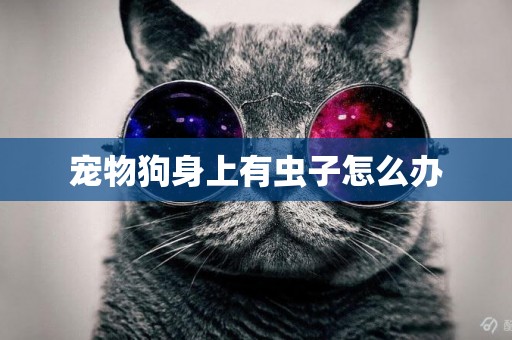 寵物狗身上有蟲子怎么辦