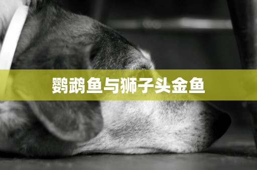 鸚鵡魚與獅子頭金魚