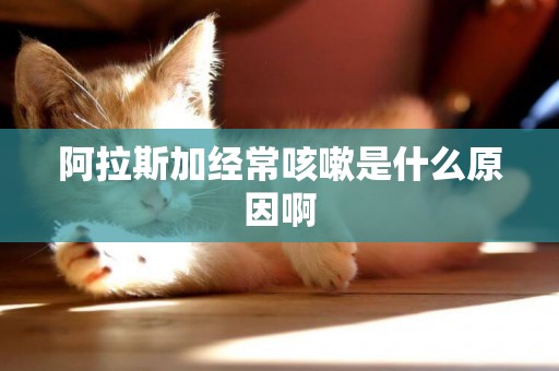 阿拉斯加經常咳嗽是什么原因啊