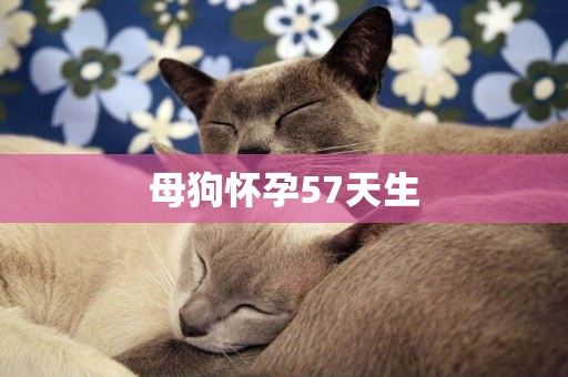 母狗懷孕57天生