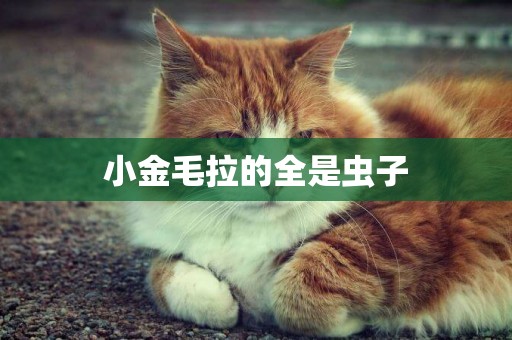 小金毛拉的全是蟲子