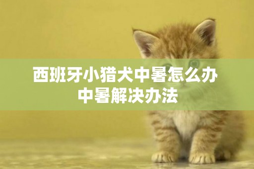 西班牙小獵犬中暑怎么辦 中暑解決辦法