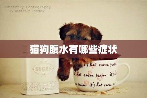 貓狗腹水有哪些癥狀