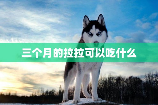 三個月的拉拉可以吃什么