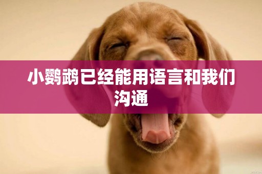 小鸚鵡已經能用語言和我們溝通