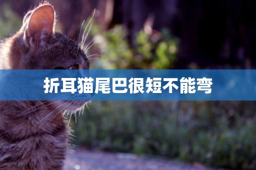 折耳貓尾巴很短不能彎