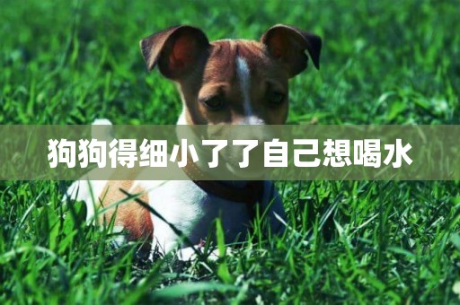 狗狗得細小了了自己想喝水