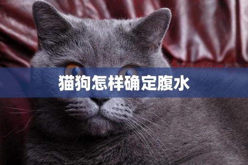貓狗怎樣確定腹水