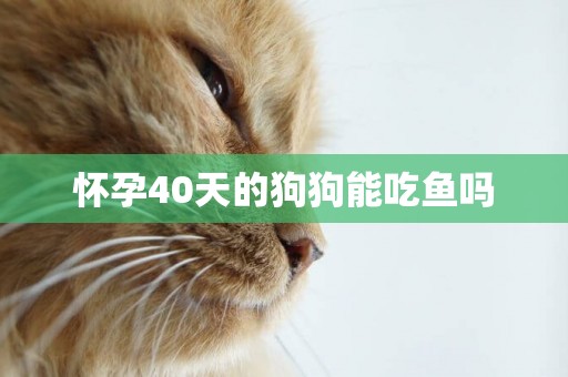 懷孕40天的狗狗能吃魚嗎