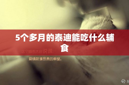 5個多月的泰迪能吃什么輔食