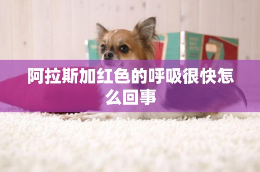 阿拉斯加紅色的呼吸很快怎么回事