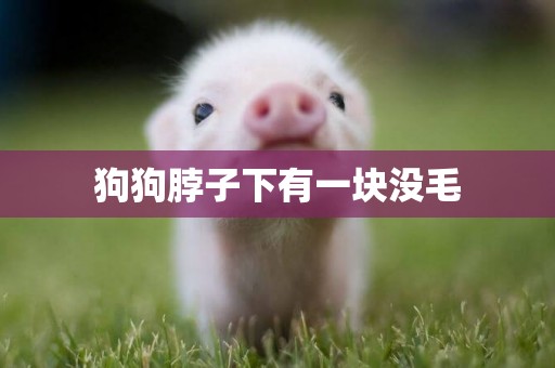 狗狗脖子下有一塊沒毛