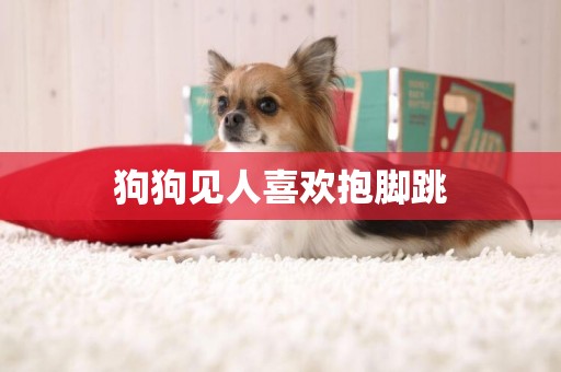 狗狗見人喜歡抱腳跳