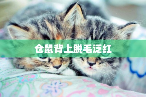 倉鼠背上脫毛泛紅