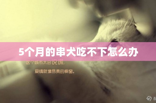 5個月的串犬吃不下怎么辦