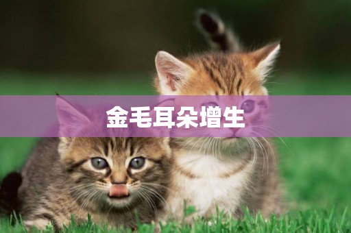金毛耳朵增生