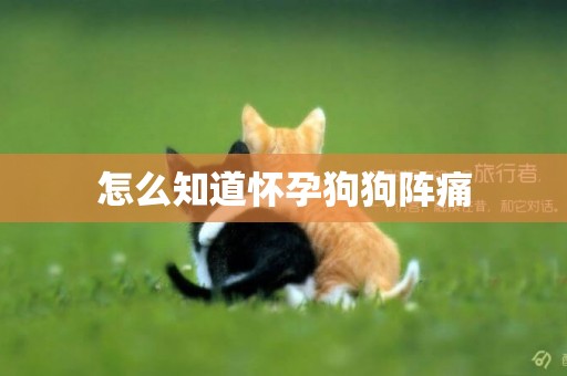 怎么知道懷孕狗狗陣痛