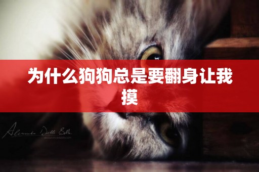 為什么狗狗總是要翻身讓我摸