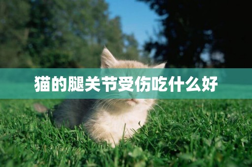 貓的腿關節受傷吃什么好