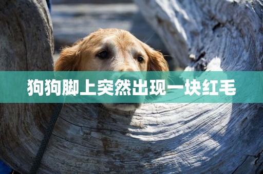 狗狗腳上突然出現一塊紅毛