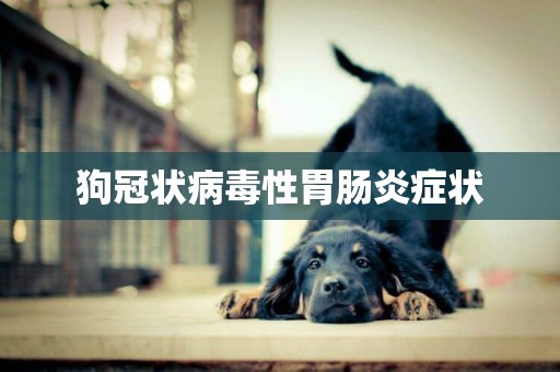狗冠狀病毒性胃腸炎癥狀