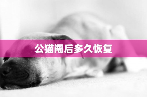 公貓閹后多久恢復