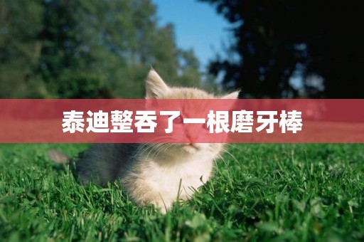 泰迪整吞了一根磨牙棒
