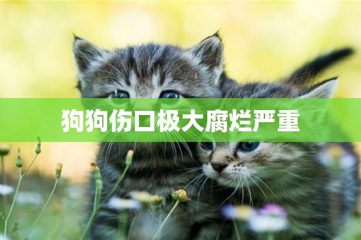 狗狗傷口極大腐爛嚴重